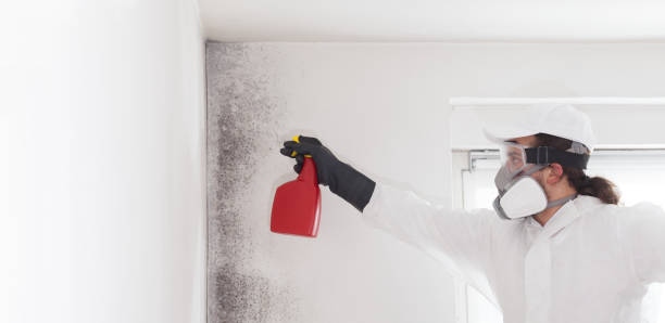 Best Post-Flood Mold Remediation in Northdale, FL